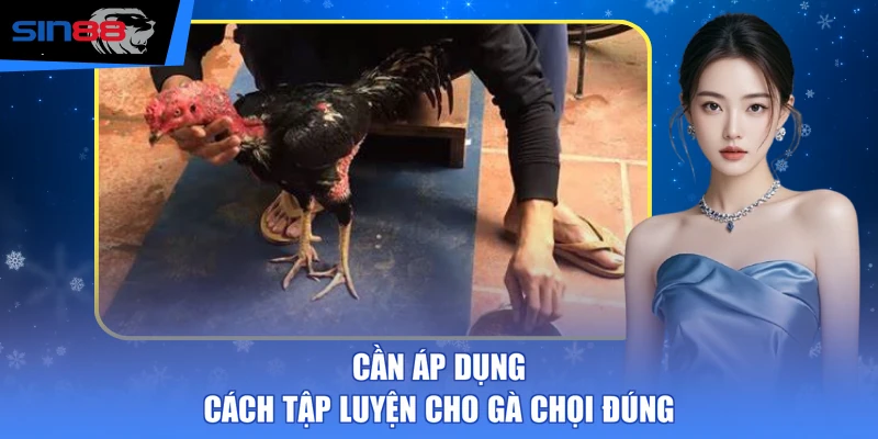 Cần áp dụng cách tập luyện cho gà chọi đúng