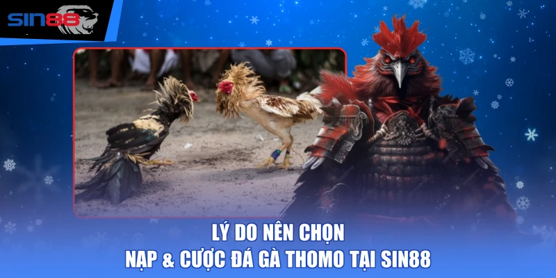 Lý do nên chọn nạp & cược đá gà Thomo tại SIN88